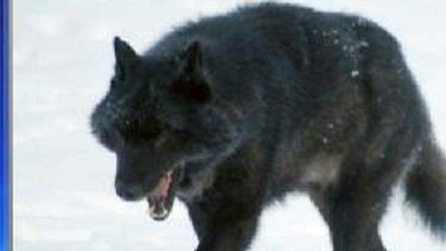 Alaska Teacher Killed By Wolves?