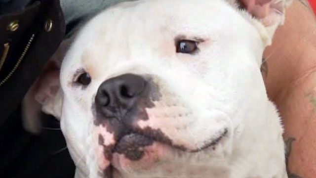 Dog stolen, held for ransom in Ohio