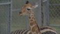 Baby giraffe gets a check-up
