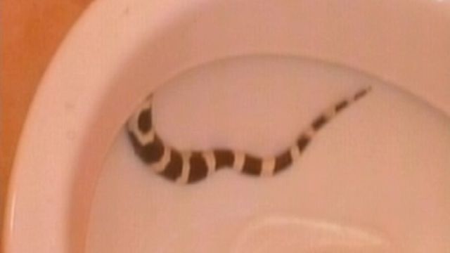 Slithering surprise in NYC toilet