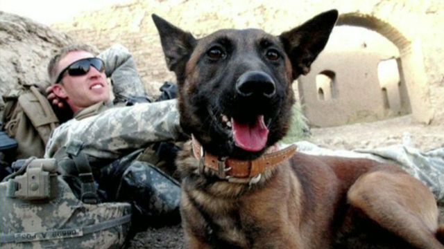 Paws on the ground: Honoring America's canine heroes