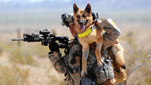 Soldier Dogs 