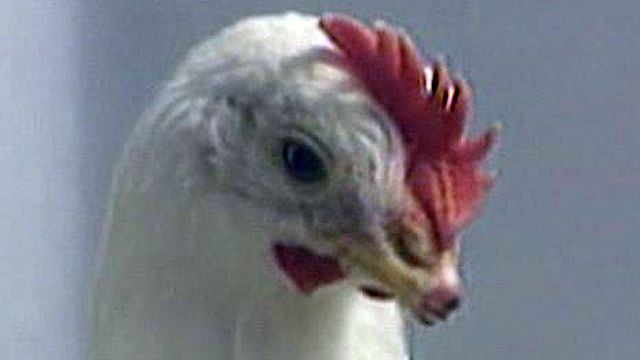 Scientists to decide terror risk of bird flu research