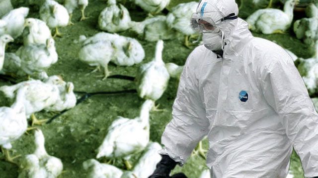 Creation of mutated bird flu virus divides scientists