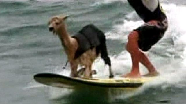 Surfing Alpaca