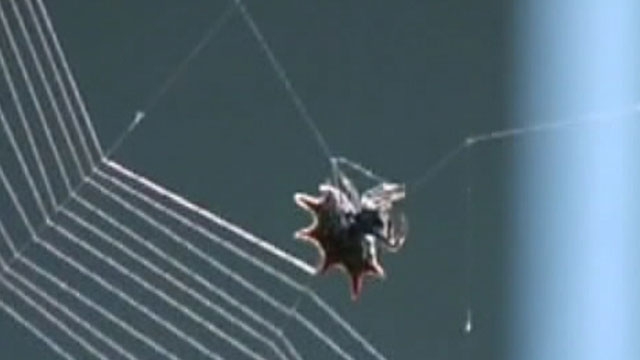 Fox Flash: Spiders in Space
