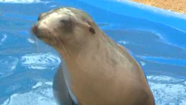 California Sea Lion Pups Rescued