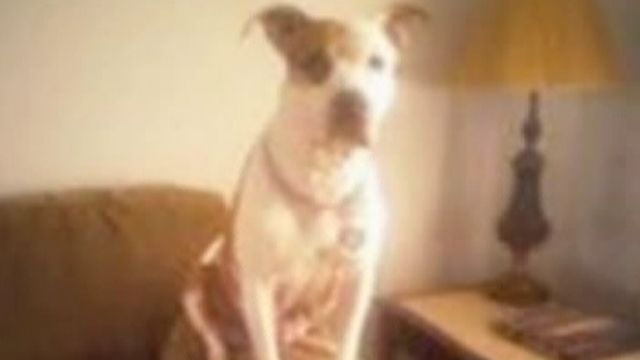 Woman Searches for Lifesaving Dog