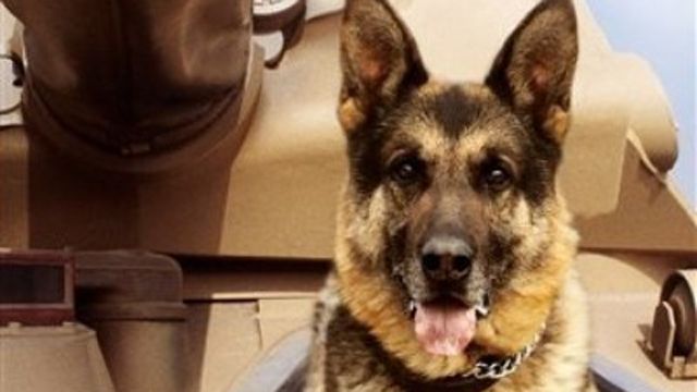 Retired Marine fights to adopt injured military service dog