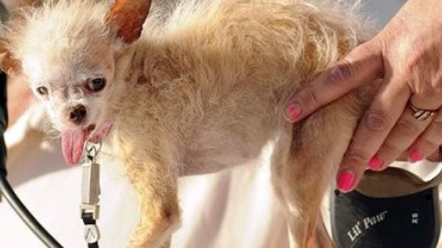 In Memoriam: World's ugliest dog, Yoda