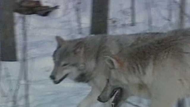 Idaho Gov. Wants More Federal Money to Hunt Wolves