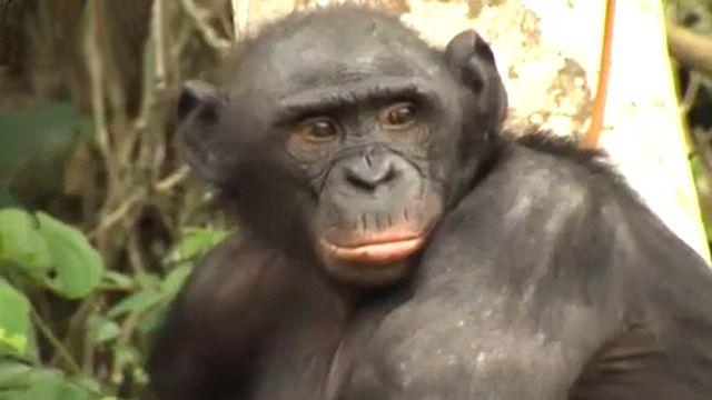 Sex-addicted bonobo apes face extinction