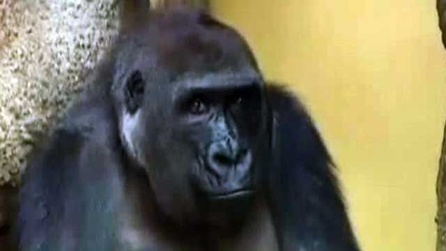 400-Pound Gorilla Escapes NY Zoo