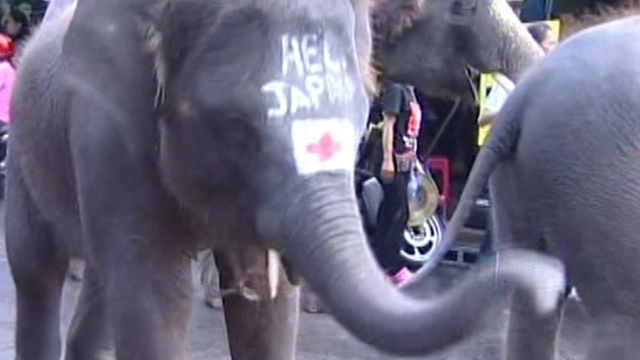 Elephants Pass the Hat for Japan