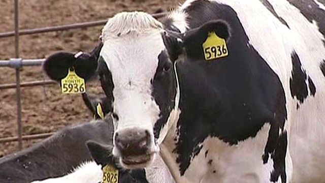 California Screening Cows for Contamination in Milk