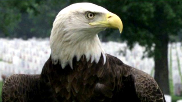 Bye, bye, birdie? Tribe gets permit to kill bald eagles