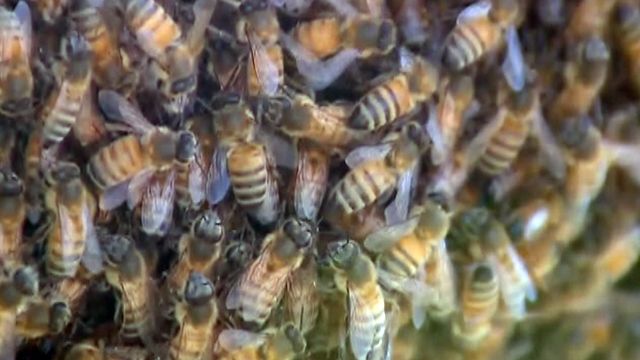 Bees invade Calif. family's front yard