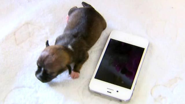 Is this the world's smallest dog?