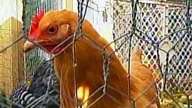 Family fights to keep chicken coop in New York