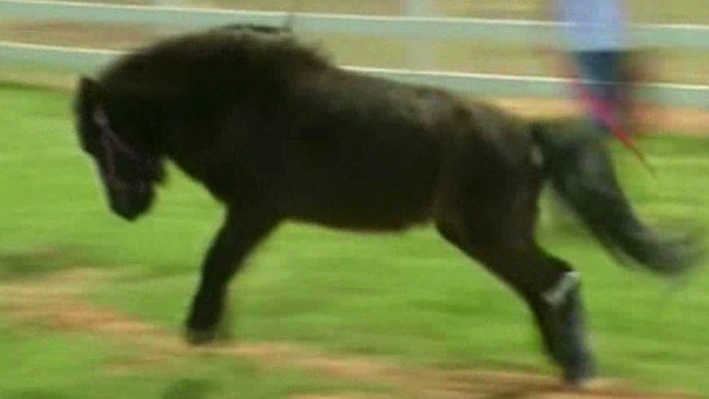 Remarkable Recovery for Miniature Horse 