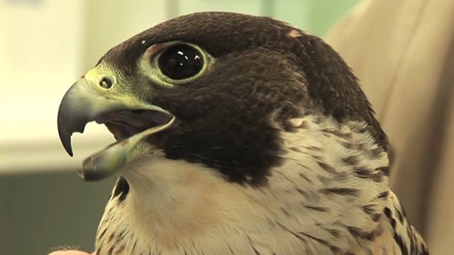 Peregrine falcon nursed back to health