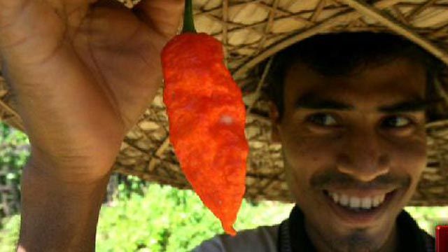 World's Hottest Chili a Weapon?