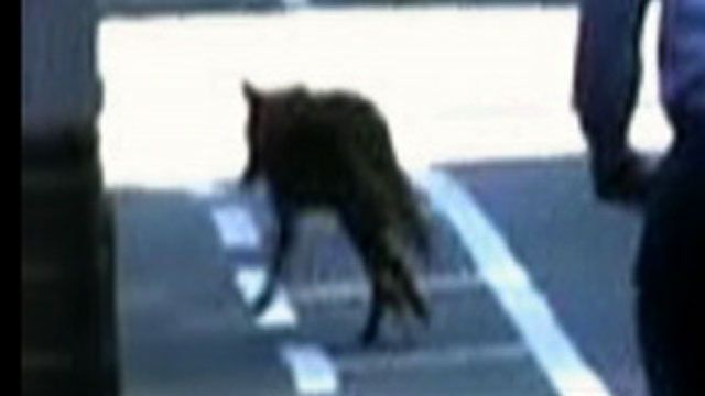 Coyote on the Loose in NYC