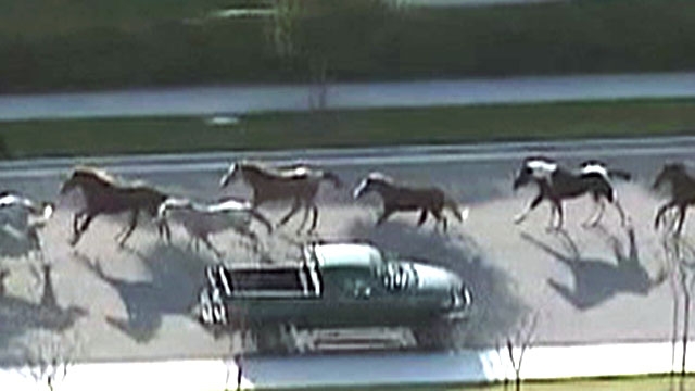Horses Stampede Down City Streets