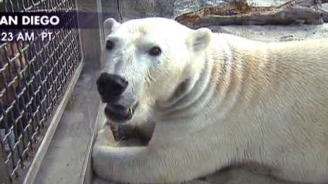 Controversial Polar Bear Exhibit
