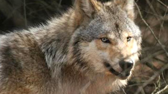 War on wolves in Mountain West?