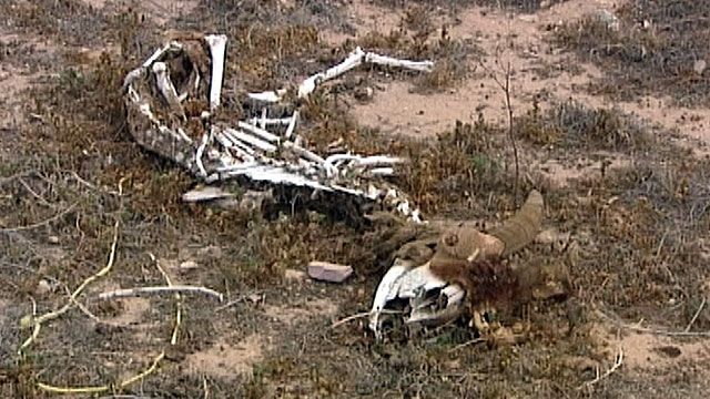 Dead animals found dumped in vacant lot