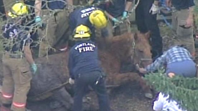 Horse rescued from septic tank