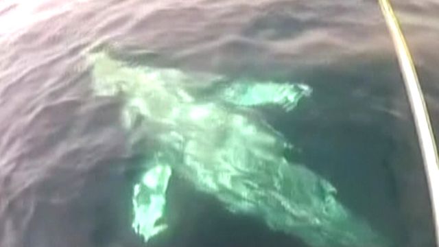 Catch and release: Gray whale rescued off California coast