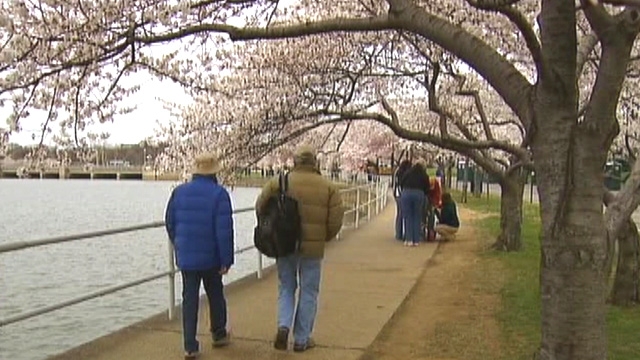 Could Cold Weather Harm D.C.'s Cherry Blossom Festival?