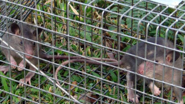 Giant rodents found in Florida Keys