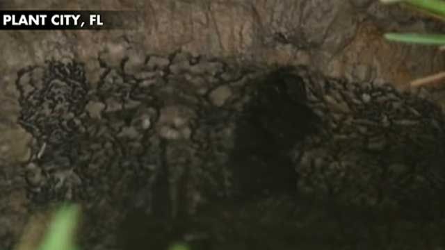 Florida Woman Swallowed by Sinkhole