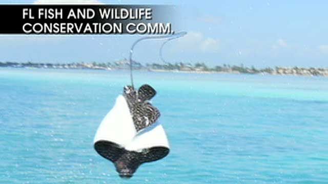 Giant Stingray Lands on Tourist
