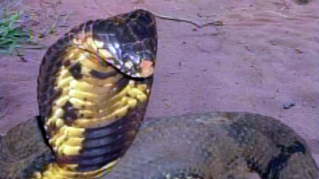Cobra Escapes Bronx Zoo Enclosure