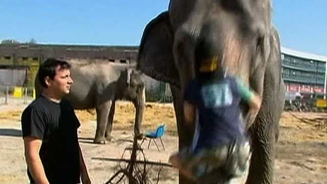Amazing Video: Runaway Circus Elephant