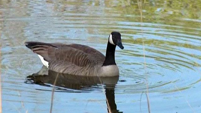 Geese go on the attack in Missouri