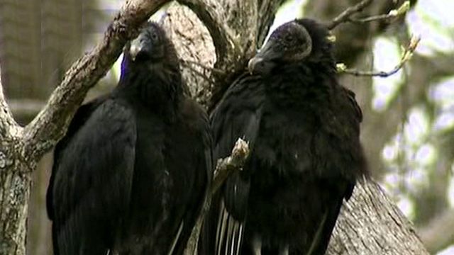 Vulture Infestation