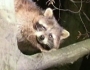 Raccoon Shakes Rescuers