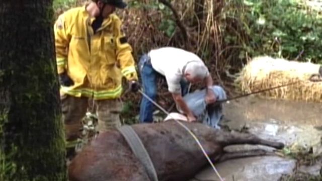 Stranded horse rescued from creek