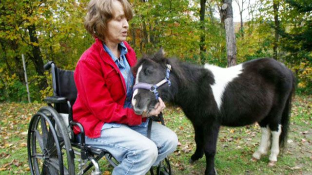 Miniature horses an alternative to service dogs?