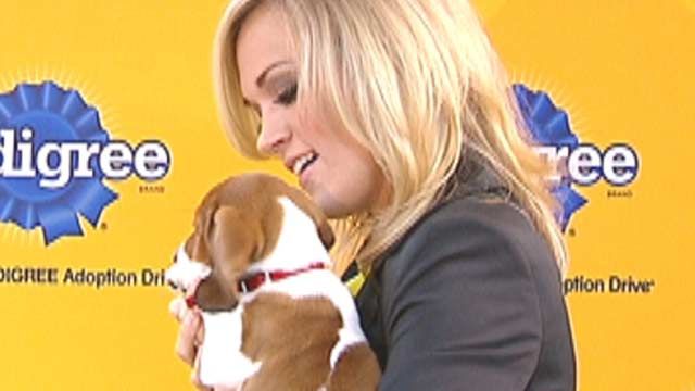 Carrie Loves Dogs