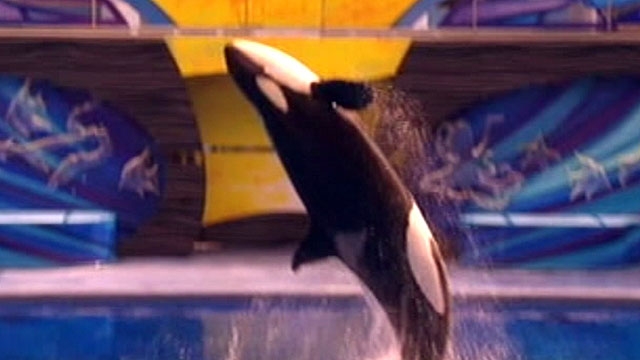 Killer Whale Returns to SeaWorld Show