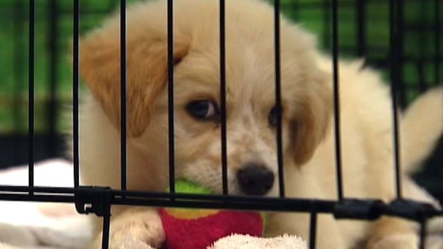 78 dogs rescued from Texas puppy mill