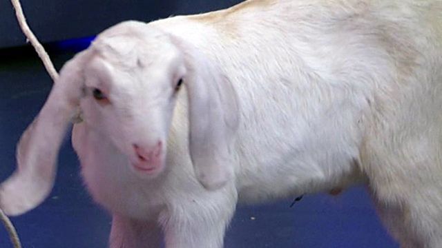 Goat: The gift that keeps giving