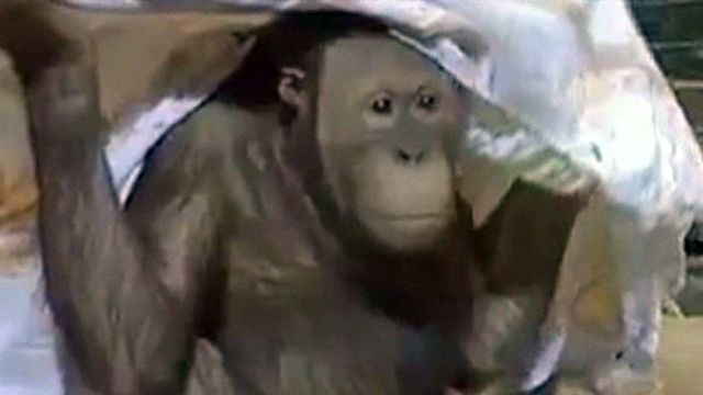 Zoo turns tables on April Fools pranksters