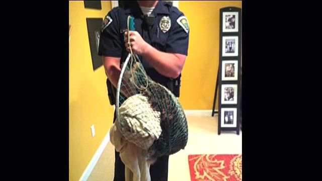 20-pound wild turkey breaks into Missouri home